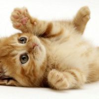 Ginger domestic kitten (Felis catus) rolling on back playing
